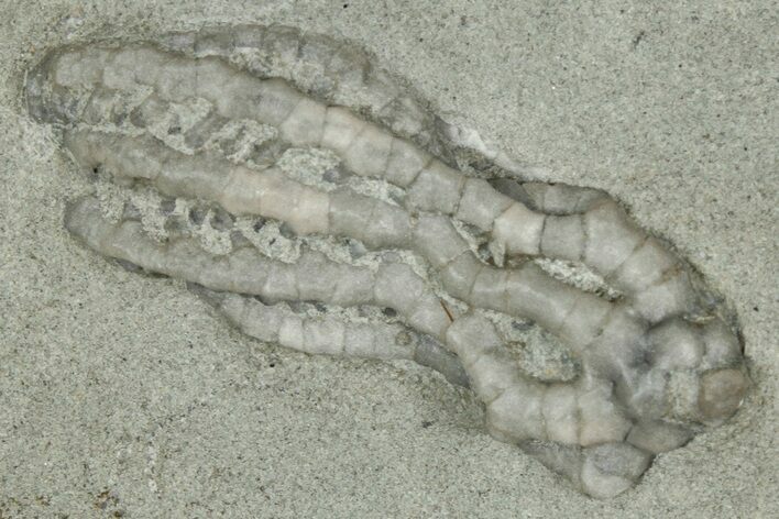 Fossil Crinoid (Cyathocrinites) - Crawfordsville, Indiana #359185